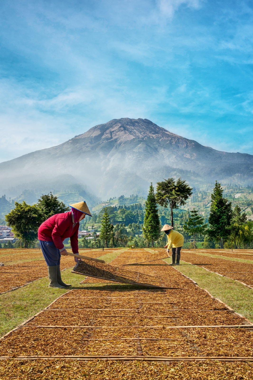 Tobacco farmers during the traditional sun-drying process