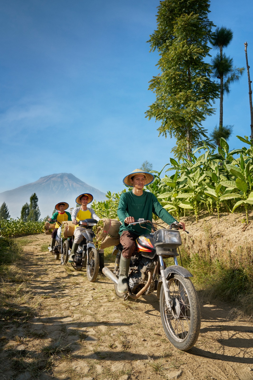 farmers transporting freshly harvested tobacco leaves by motorcycle.