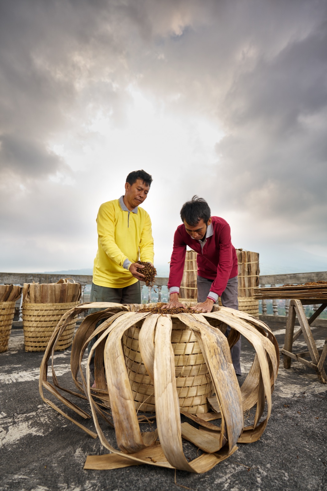 farmers packing dried tobacco leaves for processing